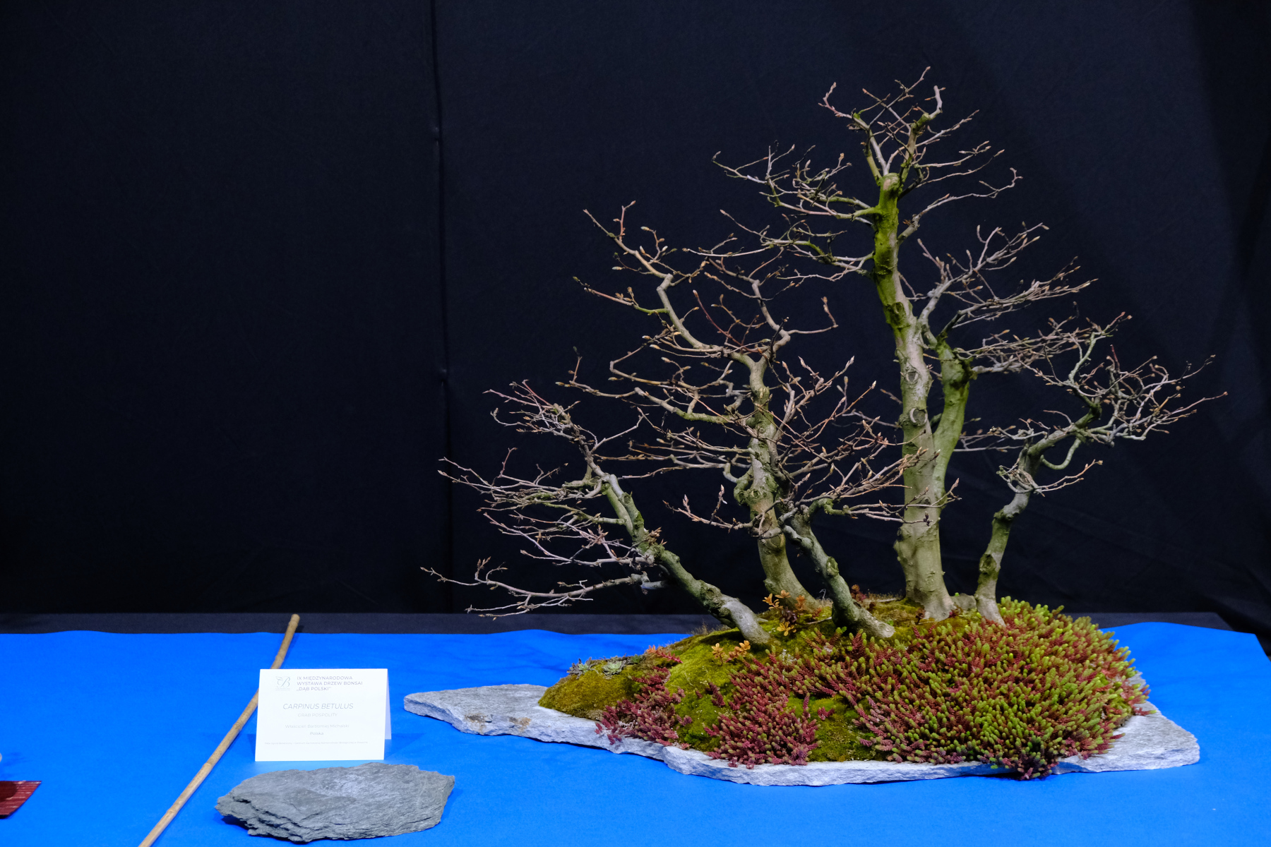 IX Midzynarodowa Wystawa Drzew Bonsai "Db Polski" - resume > Ogrd  Botaniczny w Powsinie