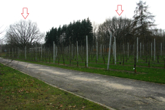 007.-Deby-nie-wiele-juz-urosly_2024-rok