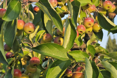 Diane-Ochedzan-lat.-7