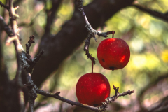 Category-"Adults-Michal-Drob-1