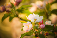 author-Dominika-Robaszkiewicz