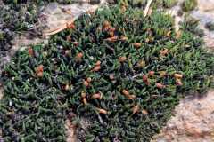 06a04c13-1feb-4888-a46f-06e754716aa7