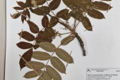 Okaz-typowy-Bursera-esparzae-opisany-przez-prof.-J.-Rottera-Rzedowskiego-i-Gracielle-Calderon-w-zbiorach-zielnika-Instytutu-Ekologii-w-Patzcuaro