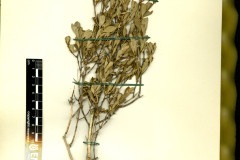 Okaz-typowy-Rzedowskia-tolantonguensis-rodzaju-nazwanego-na-czesc-prof.-J.-Rottera-Rzedowskiego