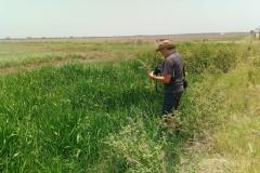 Prace-terenowe-na-polach-ryzowych-w-rejonie-Tabasco