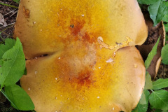 9c7cd3eb-7510-42a6-9211-a542f1640ab6