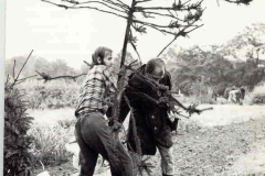 1977- year-planting-spruce-wezel