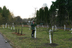 2020-year-cut-fruit-trees