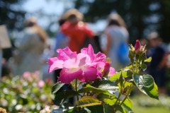 510082705_703001729035990_9002492199412634144_n