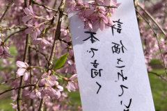 Magda_Szybiak_Sakura