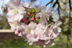 adam-ortynski-—-kopia