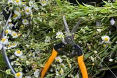 525128110_730419546294208_2597329847191862748_n