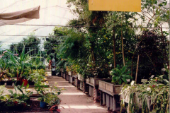 W-1993-plants-cultivated-on-parapets-have-a-lot-of-room