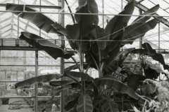large-plants-planted-in-ground-1984-year