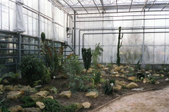 plants-planted-in-new-greenhouse-2003-year