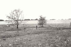 greenhouses-in-the-garden-1981-year