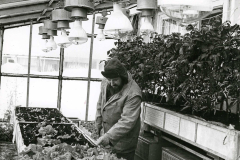 cultivation-of-plants-in-greenhouse-im.-H.-Arctowski-1979-year