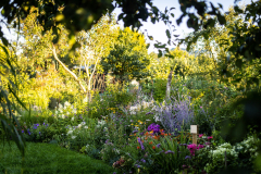 40.WWK_I-place_Ogrodki-dzialki-kwietne_-Bozena-Chuda-phot.-T.-Kaczor-ZZW