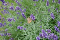 DSCF3887