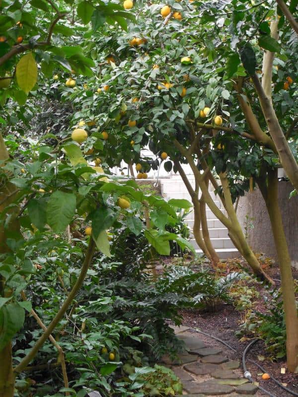 Collection of tropical and subtropical plants