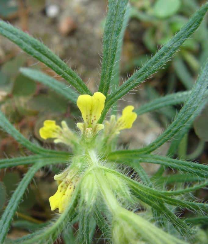Collection of crop weeds