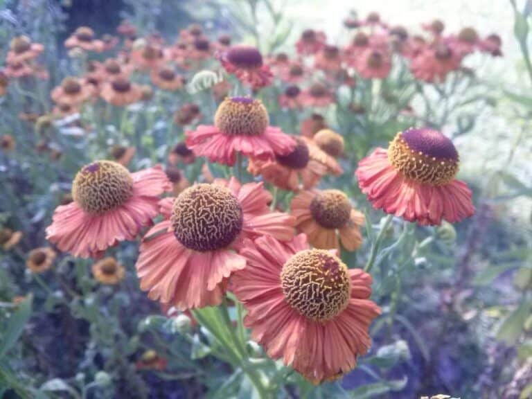 Perennial collection