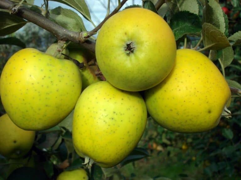 Collection of orchard plants