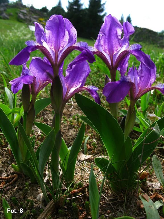 Collection of flora of Poland