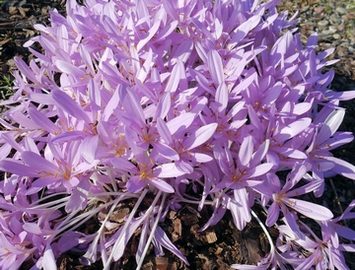 Collection of medicinal and spice plants