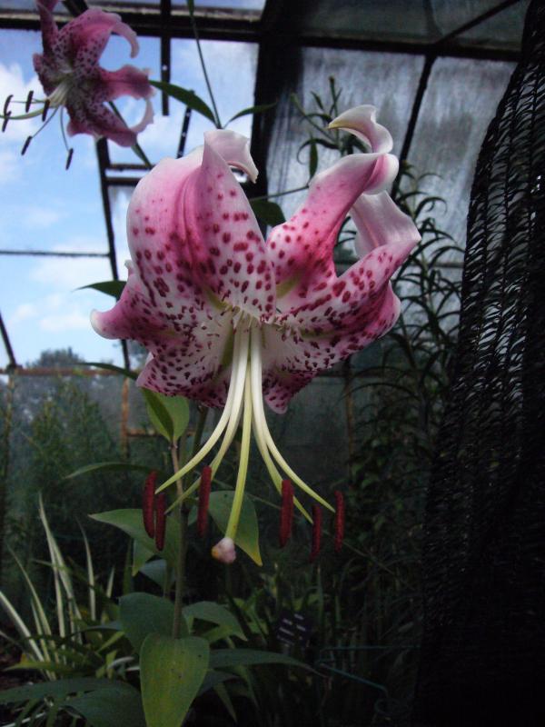 Collection of bulbous and rhizomatous plants