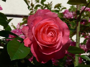 National collection of cultivated varieties of roses