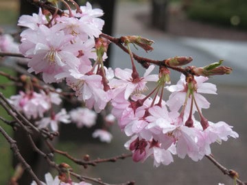 Asian plant collection