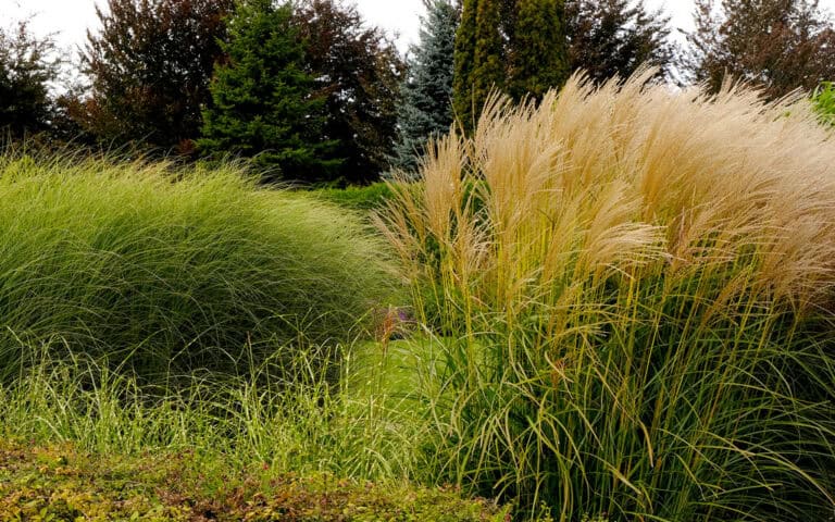 Garden of the Senses