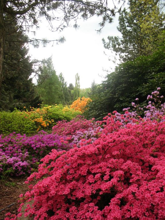 Heath plant collection