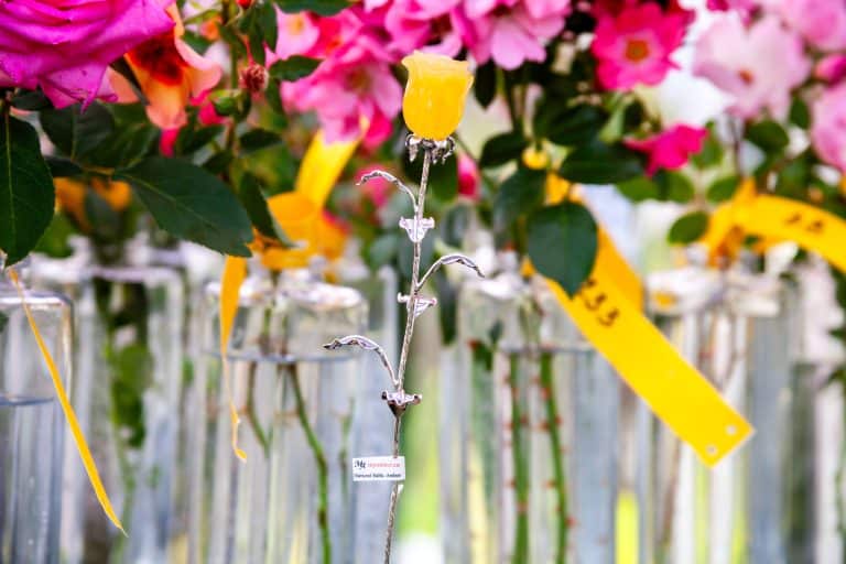 **5th Warsaw Rose Trials - The beauty of roses in the sunshine! 