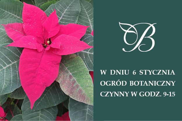 Opening hours on January 6