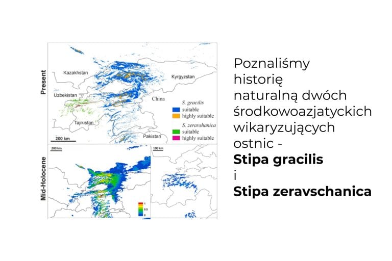 Poznaliśmy historię naturalną dwóch środkowoazjatyckich wikaryzujących ostnic – Stipa gracilis i&nbsp;Stipa zeravschanica