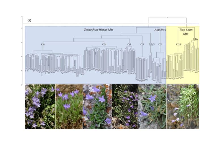 Znamy już historię naturalną środkowoazjatyckich dzwonków Campanula spp. i&nbsp;ich różnicowanie związane ze&nbsp;zmianami paleoklimatu