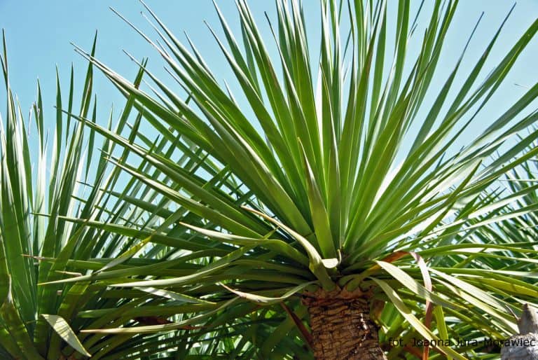 Research on Dracaena draco