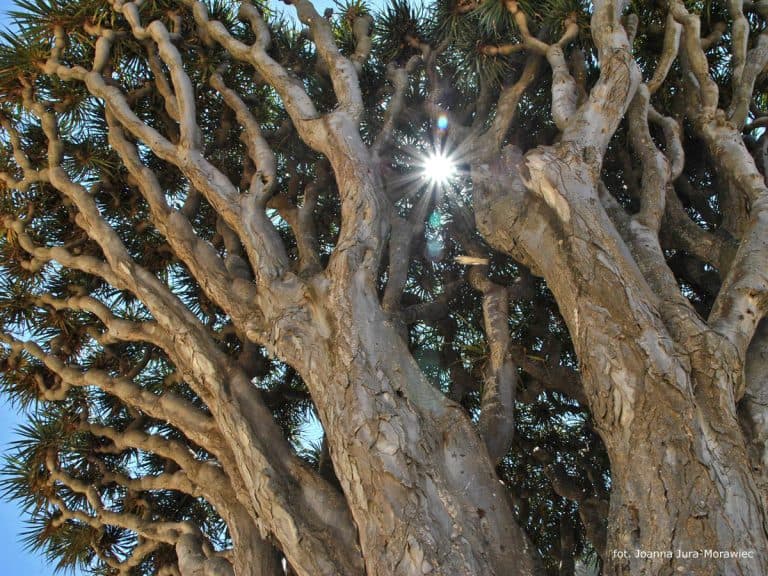 Acquisition of resin called "dragon's blood"