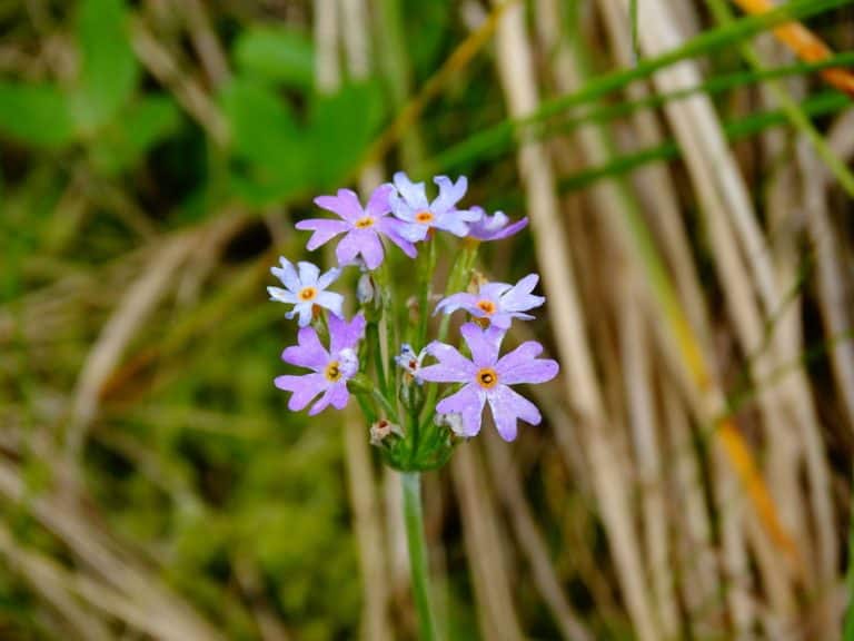 Development of the regional red list of plants of the Mazovian province 1997- 2020