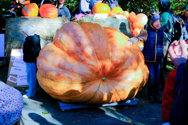 Pumpkin, pumpkin and after pumpkin