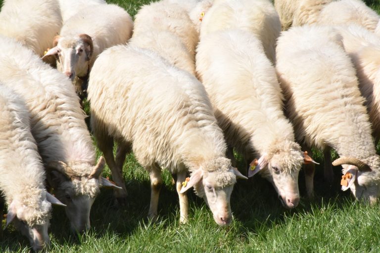 Na&nbsp;wiosennym redyku