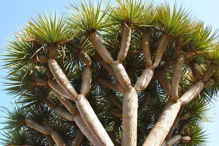 Nowe badania na&nbsp;temat „smoczej krwi”