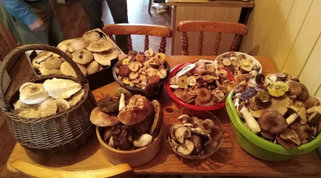 Wild Mushrooms M. Kotowski