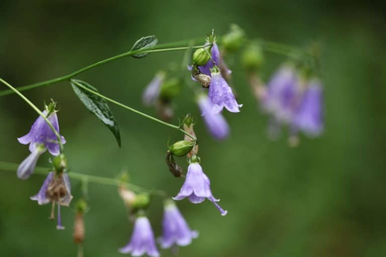 Adenophora liliifolia: condition of its populations in Central Europe