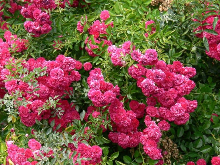 Praca dotycząca wzrostu i&nbsp;kwitnienia róż pnących rambler