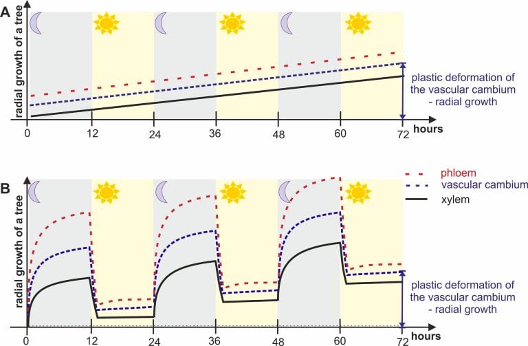 Kambium waskularne – między młotem a&nbsp;kowadłem