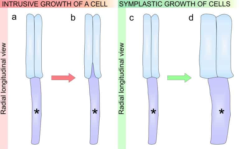 Analiza udziału wzrostu intruzywnego i&nbsp;symplastycznego rosnących końców włókien drzewnych