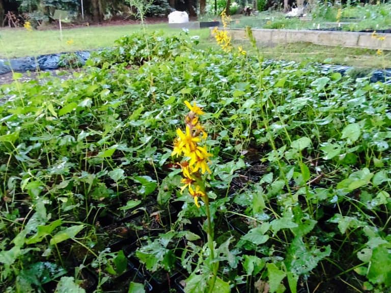 Active protection of the Polish population of the Siberian linguine